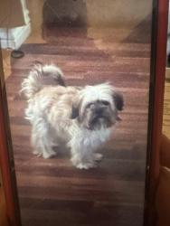 Lost Female Dog last seen Near south & Main Street , Salt Lake City, UT 84115