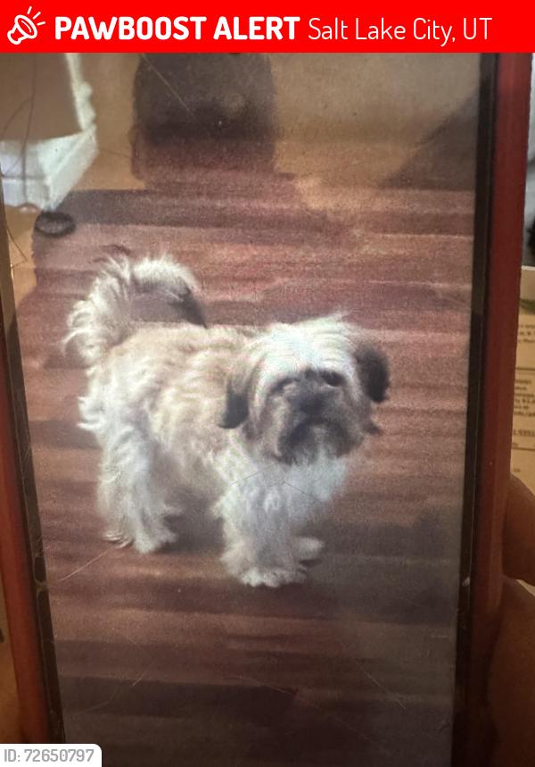 Lost Female Dog last seen Near south & Main Street , Salt Lake City, UT 84115