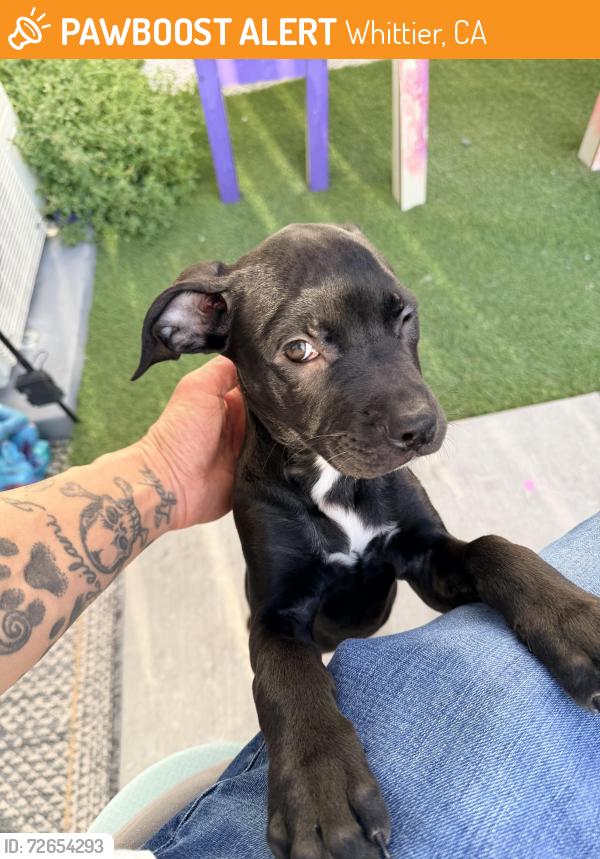 Found/Stray Female Dog last seen Pickering and Hadley, Whittier, CA 90601
