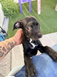 Found/Stray Female Dog last seen Pickering and Hadley, Whittier, CA 90601