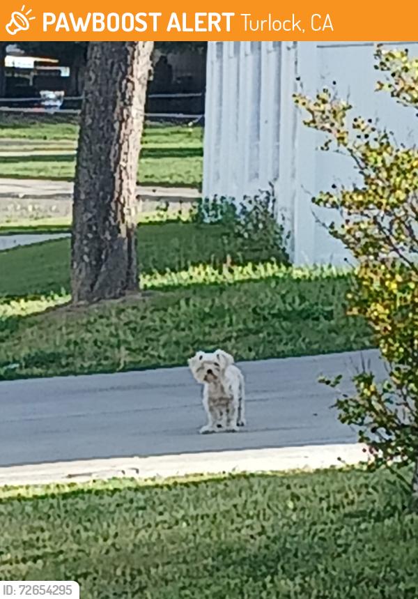 Found/Stray Unknown Dog last seen Oxford Avenue and Pedras Rd, Turlock, CA 95382