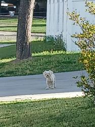 Found/Stray Unknown Dog last seen Oxford Avenue and Pedras Rd, Turlock, CA 95382