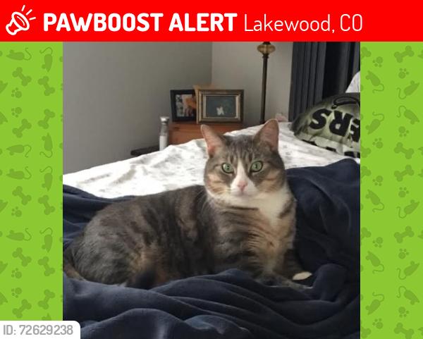 Lost Male Cat last seen Floyd and Ammons, Lakewood, CO 80227