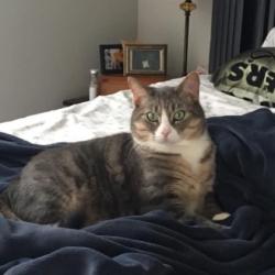 Lost Male Cat last seen Floyd and Ammons, Lakewood, CO 80227