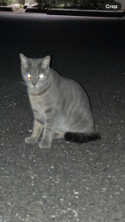 Found/Stray Unknown Cat last seen S. Fort Harrison & Pine St, Clearwater, FL 33756