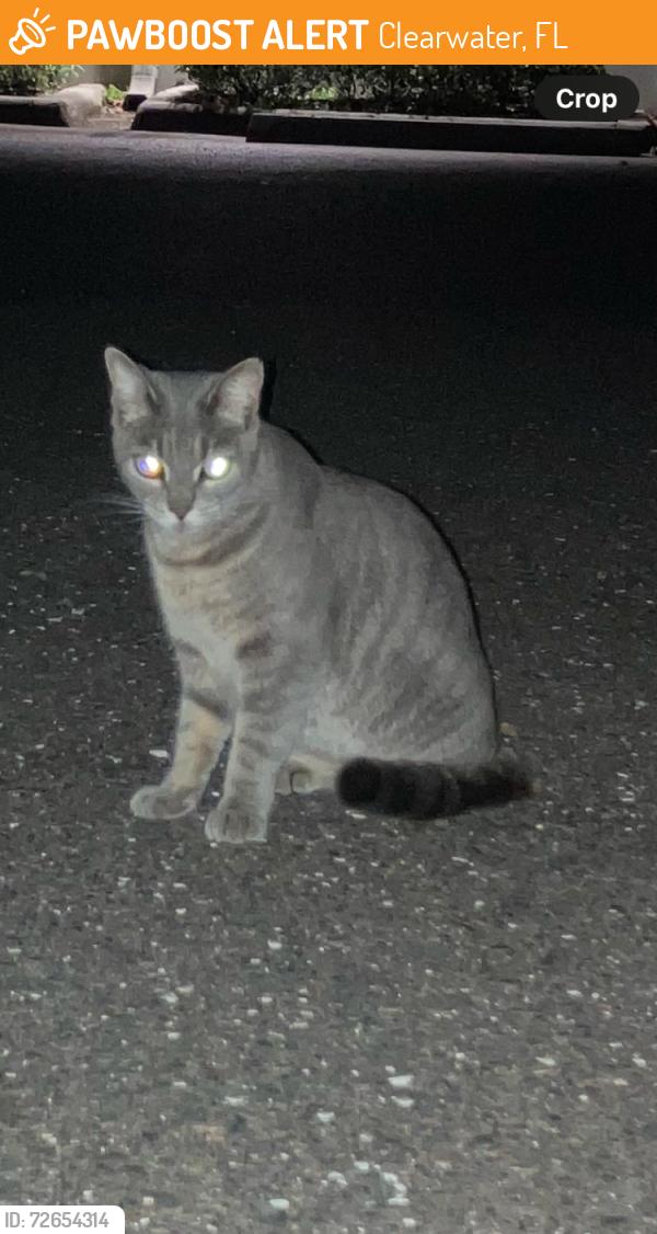 Found/Stray Unknown Cat last seen S. Fort Harrison & Pine St, Clearwater, FL 33756