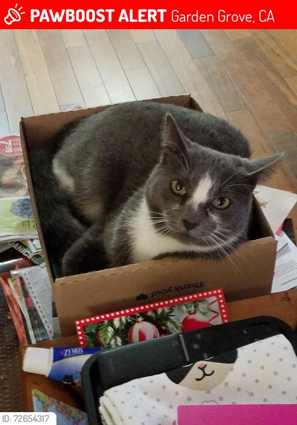 Lost Male Cat last seen Chapman Ave.and Gail Lane , Garden Grove, CA 92840