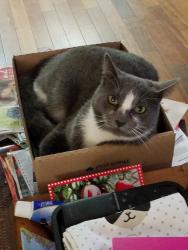 Lost Male Cat last seen Chapman Ave.and Gail Lane , Garden Grove, CA 92840