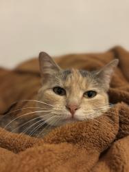 Lost Female Cat last seen Leslie Ave W Clarissa , Clarissa, MN 56440
