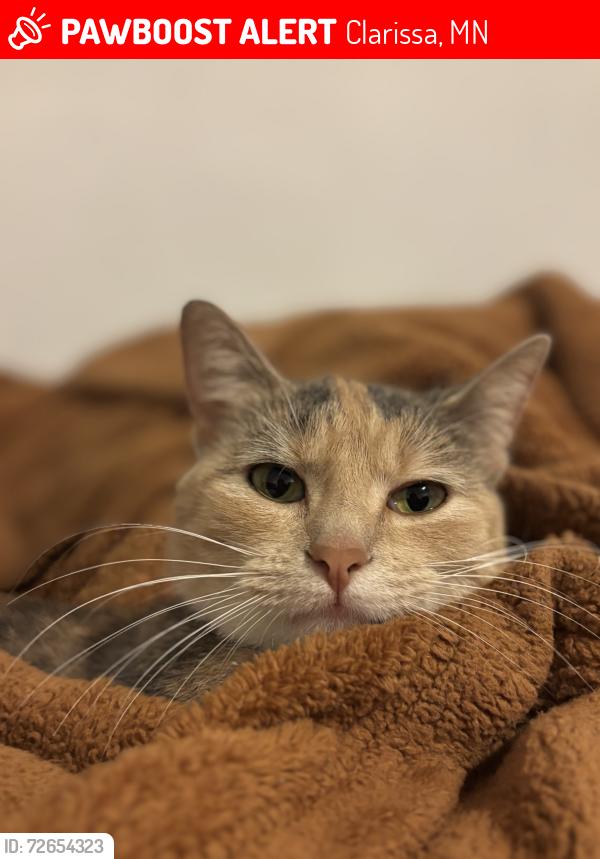 Lost Female Cat last seen Leslie Ave W Clarissa , Clarissa, MN 56440