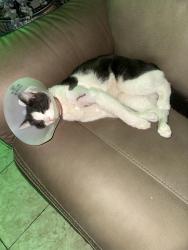 Lost Male Cat last seen Lindley and srathern, Los Angeles, CA 91335