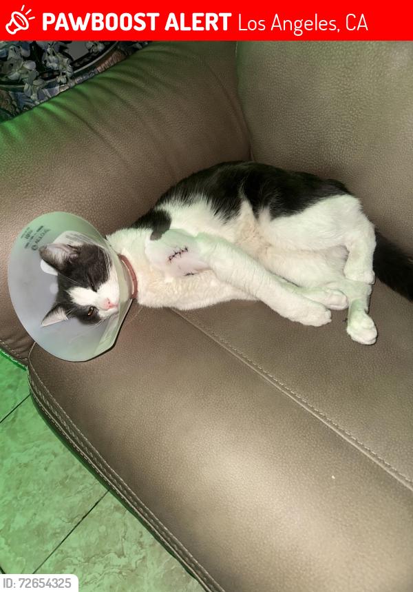 Lost Male Cat last seen Lindley and srathern, Los Angeles, CA 91335