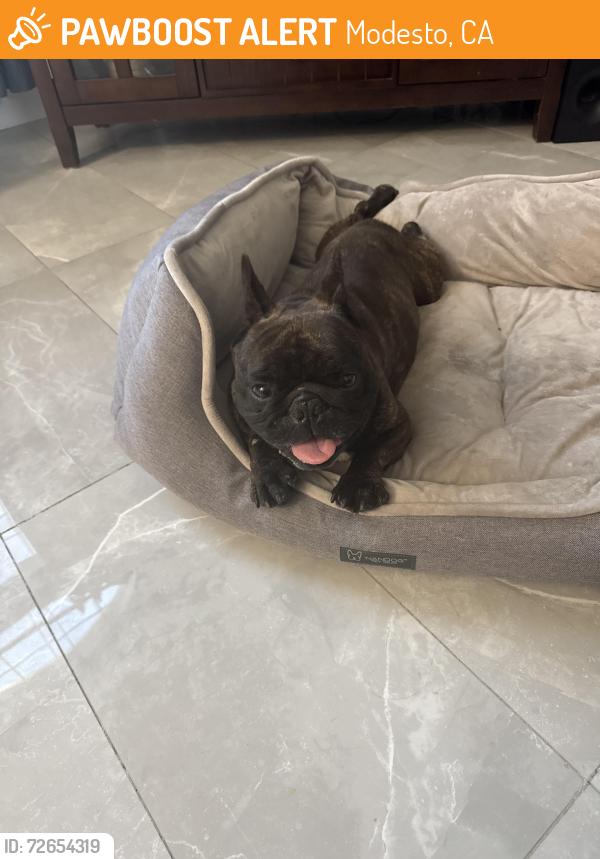 Found/Stray Male Dog last seen Towery and Union, Modesto, CA 95356