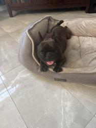 Found/Stray Male Dog last seen Towery and Union, Modesto, CA 95356