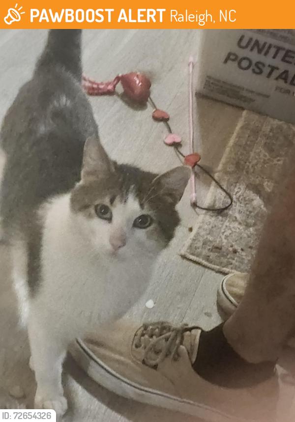 Found/Stray Male Cat last seen Lake Dam Road and Avent Ridge Road-Lake Johnson, Raleigh, NC 27606