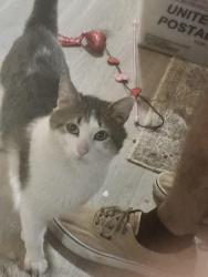 Found/Stray Male Cat last seen Lake Dam Road and Avent Ridge Road-Lake Johnson, Raleigh, NC 27606