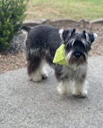 Lost Female Dog last seen Near w Sagefield de Smyrna tn , Smyrna, TN 37167