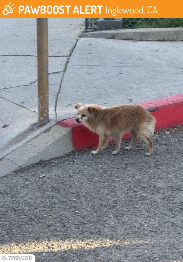 Found/Stray Unknown Dog last seen In the construction zone at Darby Park, Inglewood, CA 90303