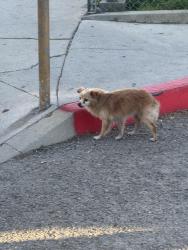 Found/Stray Unknown Dog last seen In the construction zone at Darby Park, Inglewood, CA 90303