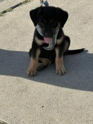 Found/Stray Male Dog last seen Crowell elementary , Turlock, CA 95382