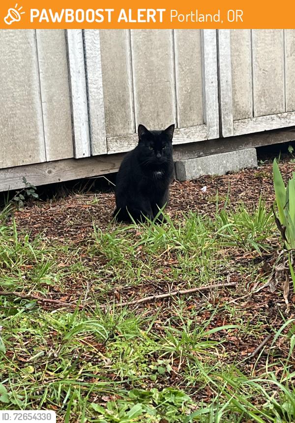 Found/Stray Male Cat last seen N Mobile and Bryant, Portland, OR 97217