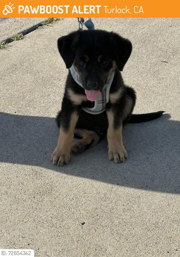 Found/Stray Male Dog last seen Crowell elementary , Turlock, CA 95382