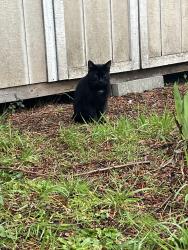 Found/Stray Male Cat last seen N Mobile and Bryant, Portland, OR 97217