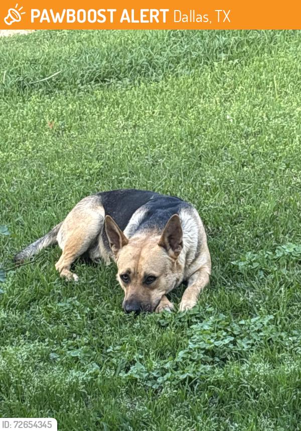 Found/Stray Male Dog last seen Near Denham Dr Dallas tx , Dallas, TX 75217