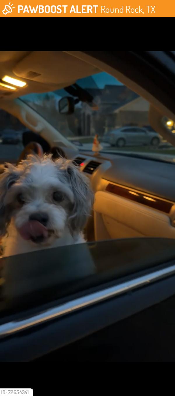 Found/Stray Unknown Dog last seen Mayfield Ranch Pool Blue Ridge Dr, Round Rock, TX 78628