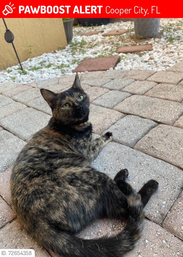Lost Female Cat last seen Sw 117th terr & sw 118th ave, Cooper City, FL 33330