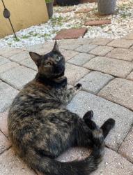 Lost Female Cat last seen Sw 117th terr & sw 118th ave, Cooper City, FL 33330