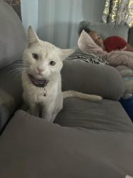 Lost Male Cat last seen San Pedro & 80th Street, Los Angeles, CA 90003