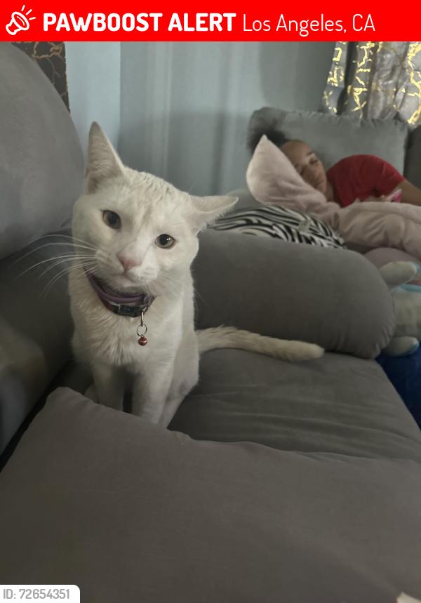 Lost Male Cat last seen San Pedro & 80th Street, Los Angeles, CA 90003