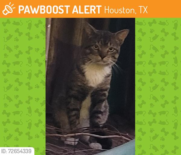 Found/Stray Male Cat last seen Twin Dr., Houston, TX 77095