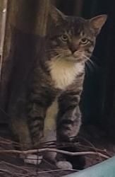 Found/Stray Male Cat last seen Twin Dr., Houston, TX 77095