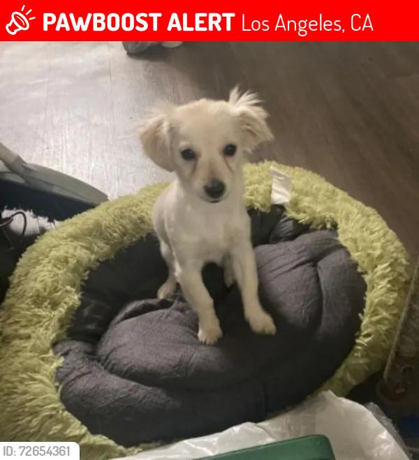 Lost Female Dog last seen Greenbush and Stagg , Los Angeles, CA 91402