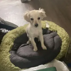 Lost Female Dog last seen Greenbush and Stagg , Los Angeles, CA 91402
