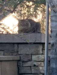 Found/Stray Unknown Cat last seen Wolf Valley , Temecula, CA 92592