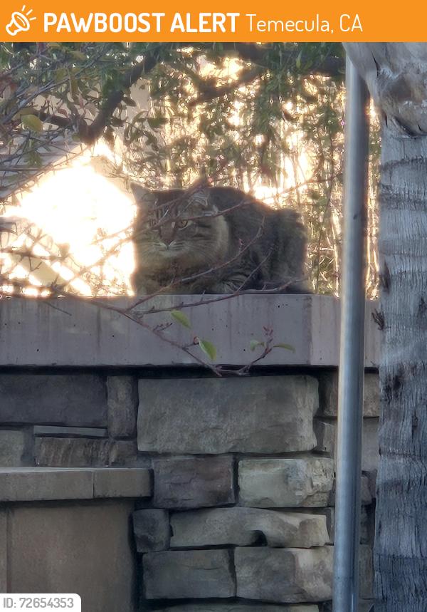 Found/Stray Unknown Cat last seen Wolf Valley , Temecula, CA 92592