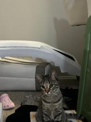 Lost Male Cat last seen The Wellington at willow bend , Plano, TX 75093