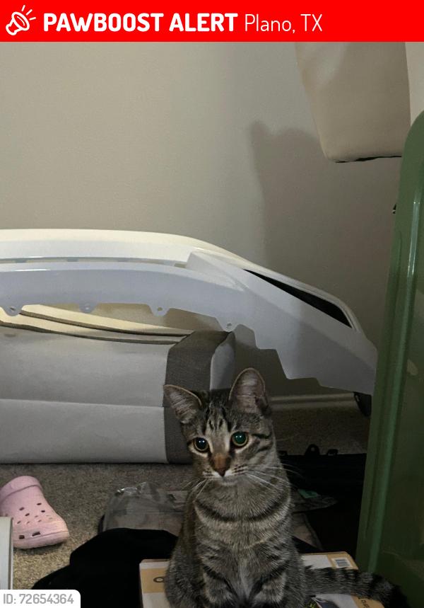 Lost Male Cat last seen The Wellington at willow bend , Plano, TX 75093