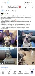 Lost Female Dog last seen Popular and calaveras, San Antonio, TX 78207