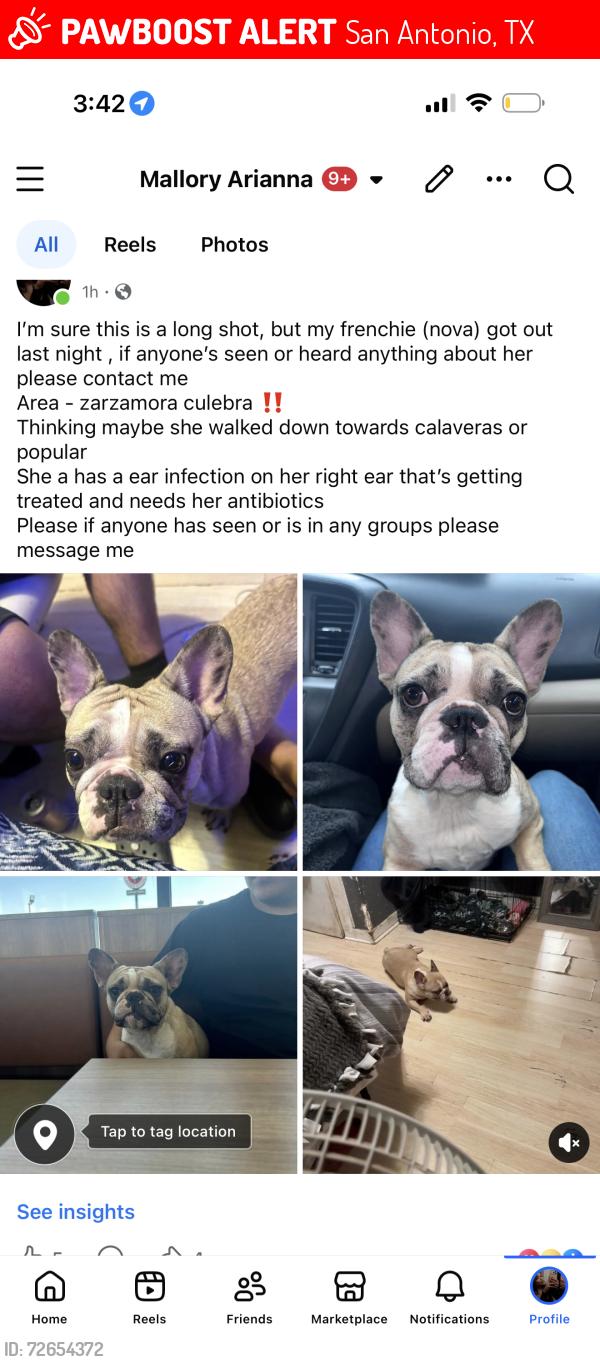 Lost Female Dog last seen Popular and calaveras, San Antonio, TX 78207
