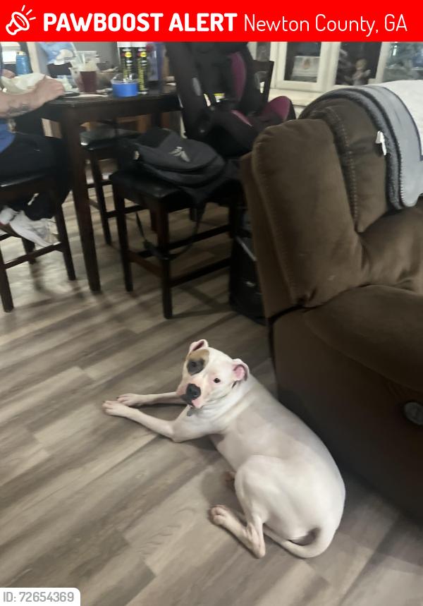 Lost Female Dog last seen Oak hill rd/ smith store, Newton County, GA 30016
