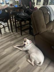 Lost Female Dog last seen Oak hill rd/ smith store, Newton County, GA 30016