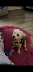 Lost Male Dog last seen Brown rode, Columbus, OH 43223