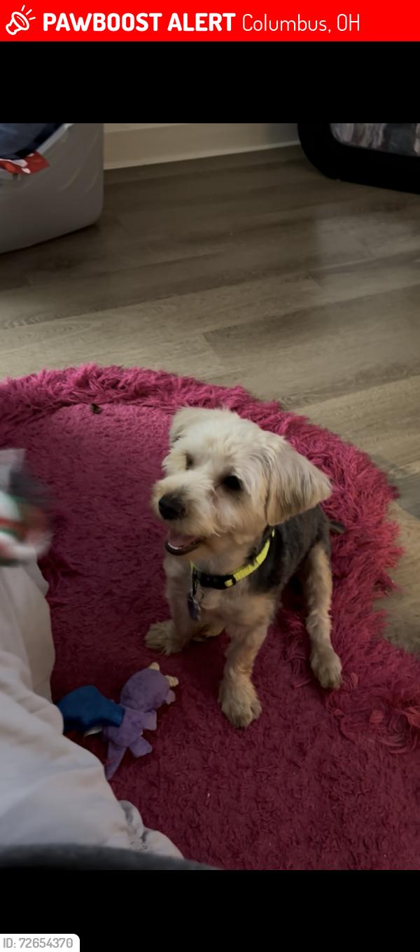 Lost Male Dog last seen Brown rode, Columbus, OH 43223