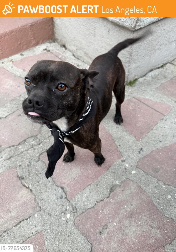 Found/Stray Male Dog last seen Gage, Los Angeles, CA 90063