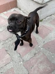 Found/Stray Male Dog last seen Gage, Los Angeles, CA 90063