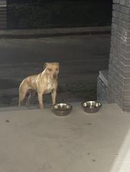 Found/Stray Female Dog last seen Churchman & Prospect, Indianapolis, IN 46203